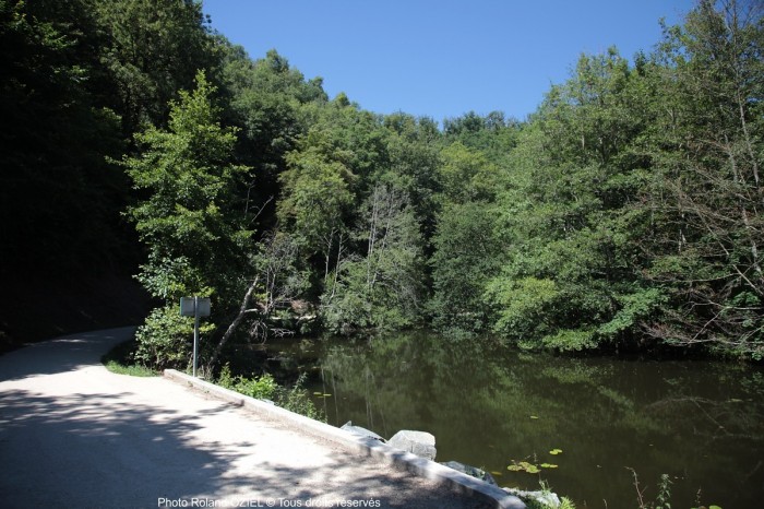 La forêt de Mervent